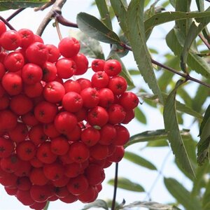 Sorbus aucuparia 'Edulis' 8-10 Hoogstam wortelgoed - afbeelding 2