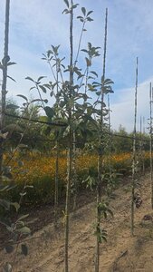 Sorbus aria 'Lutescens' 8-10 Hoogstam wortelgoed - afbeelding 6