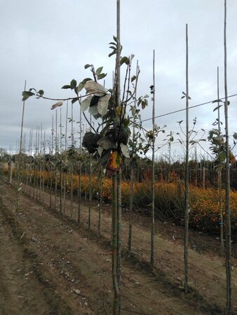 Sorbus aria 'Magnifica' 10-12 Hoogstam wortelgoed - afbeelding 2