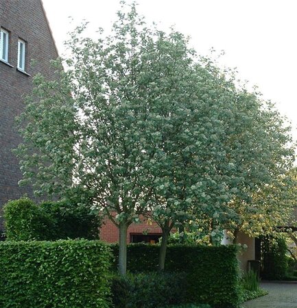Sorbus aria 'Magnifica' 10-12 Hoogstam wortelgoed - afbeelding 1