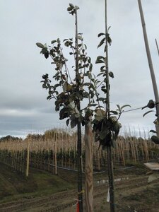 Sorbus aria 'Magnifica' 12-14 Hoogstam wortelgoed 2 X verplant