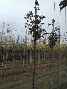 Sorbus aria 'Majestica' 10-12 Hoogstam wortelgoed - afbeelding 4