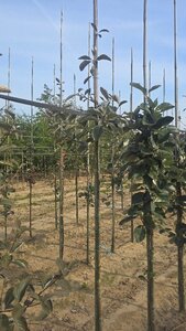 Sorbus aria 'Majestica' 6-8 Hoogstam wortelgoed - afbeelding 4