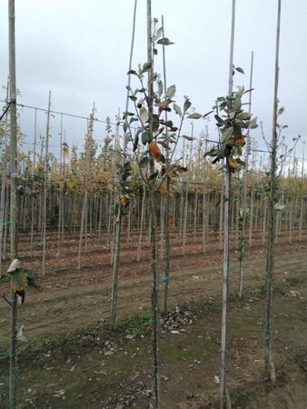 Sorbus aria 'Majestica' 6-8 Hoogstam wortelgoed - afbeelding 5