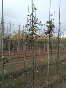 Sorbus aria 'Majestica' 6-8 Hoogstam wortelgoed - afbeelding 5