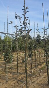 Sorbus aria 'Majestica' 8-10 Hoogstam wortelgoed - afbeelding 4