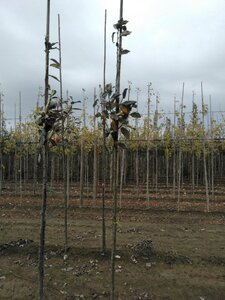 Sorbus aria 'Majestica' 8-10 Hoogstam wortelgoed - afbeelding 5