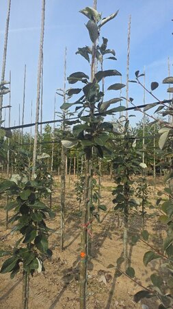 Sorbus aria 10-12 Hoogstam draadkluit
