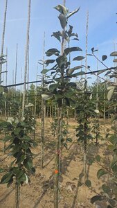 Sorbus aria 10-12 Hoogstam wortelgoed
