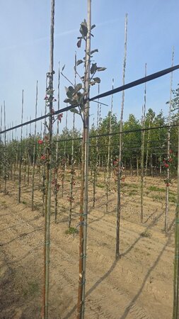 Sorbus aria 6-8 Hoogstam wortelgoed - afbeelding 1