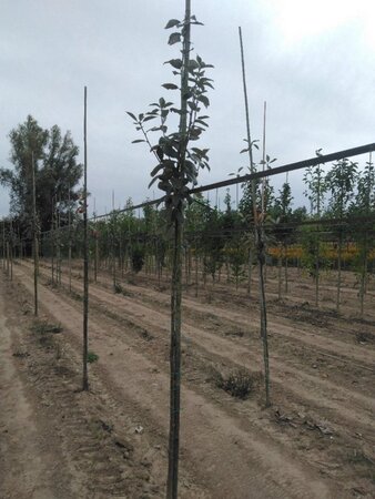 Sorbus aria 6-8 Hoogstam wortelgoed - afbeelding 2