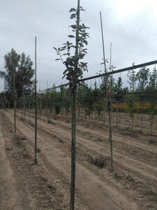 Sorbus aria 6-8 Hoogstam wortelgoed - afbeelding 2