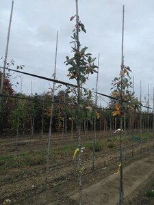 Sorbus aria 8-10 Hoogstam wortelgoed - afbeelding 1