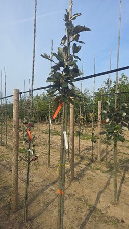 Sorbus aria 8-10 Hoogstam wortelgoed - afbeelding 2