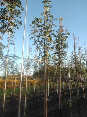 Sorbus auc. 'Sheerwater Seedling' 12-14 Hoogstam wortelgoed 2 X verplant - afbeelding 2