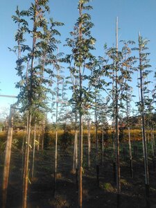 Sorbus auc. 'Sheerwater Seedling' 8-10 Hoogstam wortelgoed - afbeelding 3