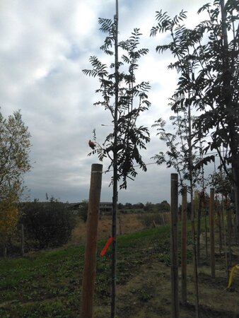 Sorbus auc. 'Sheerwater Seedling' 8-10 Hoogstam wortelgoed - afbeelding 2