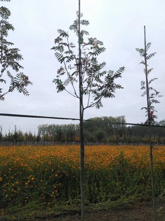 Sorbus auc. 'Sheerwater Seedling' 8-10 Hoogstam wortelgoed - afbeelding 4