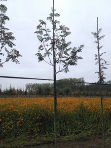 Sorbus auc. 'Sheerwater Seedling' 8-10 Hoogstam wortelgoed - afbeelding 4