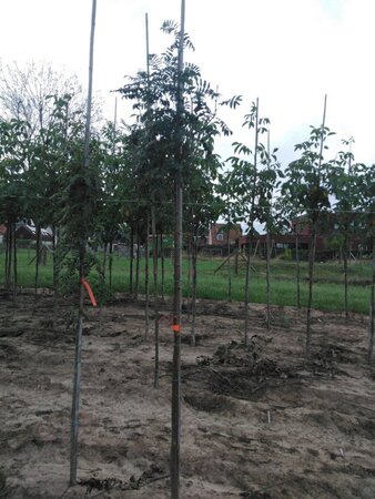 Sorbus aucuparia 10-12 Hoogstam wortelgoed - afbeelding 3