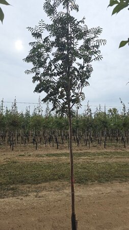 Sorbus aucuparia 10-12 Hoogstam wortelgoed - afbeelding 2