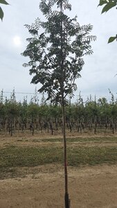 Sorbus aucuparia 10-12 Hoogstam wortelgoed - afbeelding 2