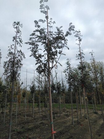 Sorbus aucuparia 10-12 Hoogstam wortelgoed - afbeelding 1