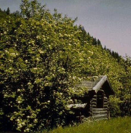 Sorbus aucuparia 250-300 cm container meerstammig - afbeelding 1