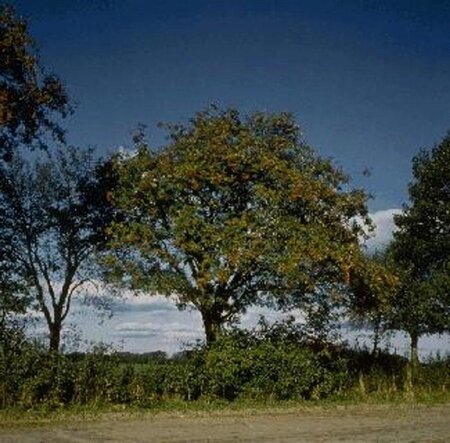 Sorbus aucuparia 250-300 cm container meerstammig - afbeelding 2