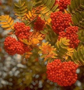 Sorbus aucuparia 250-300 cm container multi-stem - image 3