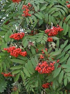 Sorbus aucuparia 250-300 cm container multi-stem - image 4