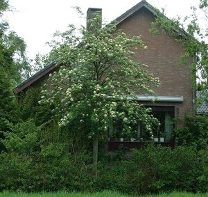 Sorbus aucuparia 8-10 Hoogstam wortelgoed