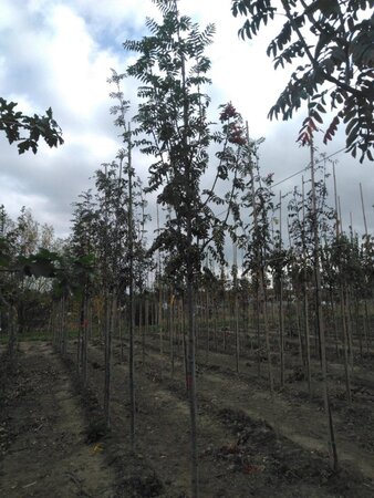 Sorbus auc. 'Wettra' 10-12 Hoogstam wortelgoed - afbeelding 2