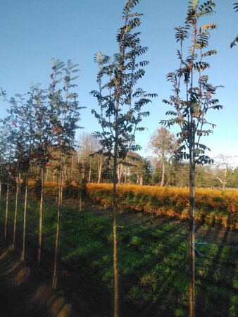 Sorbus auc. 'Wettra' 8-10 Hoogstam wortelgoed - afbeelding 3