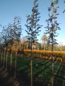 Sorbus auc. 'Wettra' 8-10 Hoogstam wortelgoed - afbeelding 3