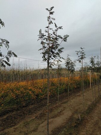 Sorbus auc. 'Wettra' 8-10 Hoogstam wortelgoed - afbeelding 4