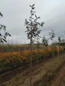 Sorbus auc. 'Wettra' 8-10 Hoogstam wortelgoed - afbeelding 4