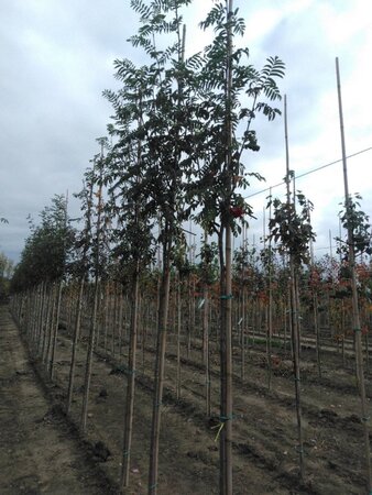 Sorbus auc. 'Wettra' 8-10 Hoogstam wortelgoed - afbeelding 2