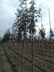 Sorbus auc. 'Wettra' 8-10 Hoogstam wortelgoed - afbeelding 2