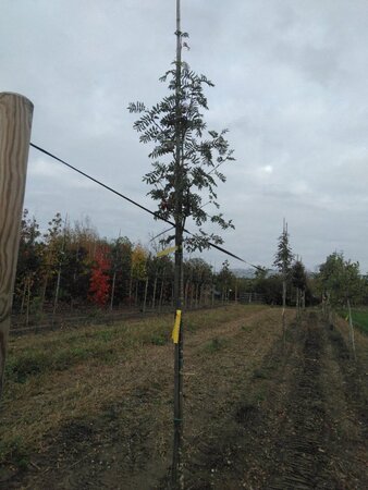 Sorbus auc. 'Wettra' 8-10 Hoogstam wortelgoed - afbeelding 5