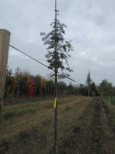 Sorbus auc. 'Wettra' 8-10 Hoogstam wortelgoed - afbeelding 5