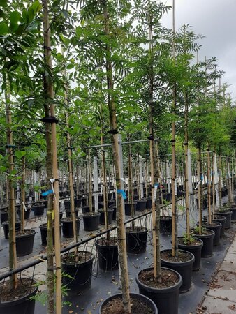 Sorbus 'Dodong' 10-12 Hoogstam container