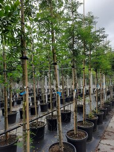 Sorbus 'Dodong' 10-12 Hoogstam container