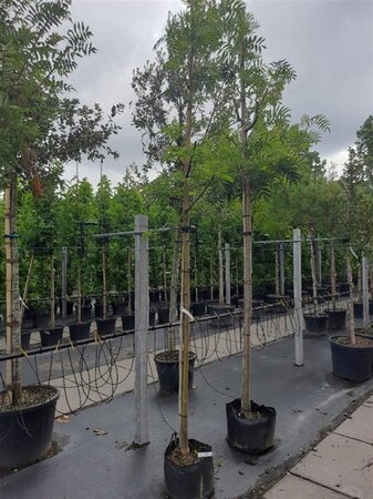 Sorbus 'Dodong' 12-14 Hoogstam container