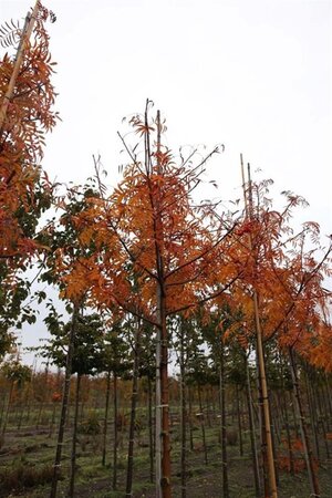 Sorbus 'Dodong' 12-14 Hoogstam draadkluit 2 X verplant