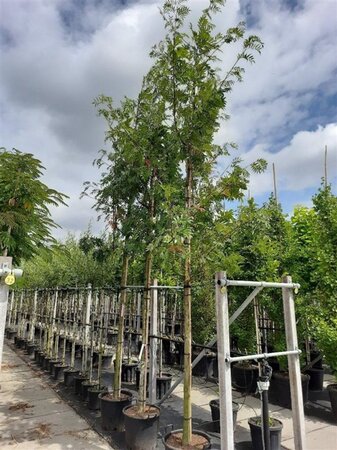 Sorbus 'Dodong' 14-16 Hoogstam cont. 50L