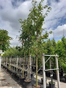 Sorbus 'Dodong' 14-16 Hoogstam cont. 50L
