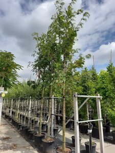 Sorbus 'Dodong' 14-16 Hoogstam cont. 50L - afbeelding 1