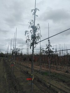 Sorbus domestica 6-8 Hoogstam draadkluit