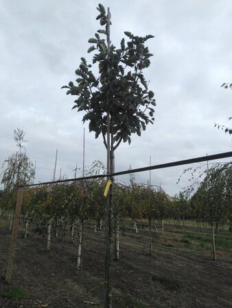 Sorbus intermedia 'Brouwers' 10-12 Hoogstam wortelgoed